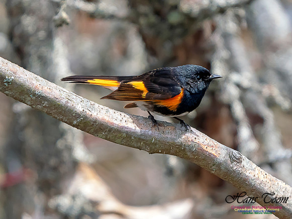 American Redstart 2