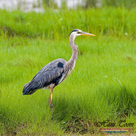 Great Blue Heron 1