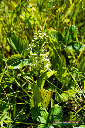 Ragged Fringed Orchid