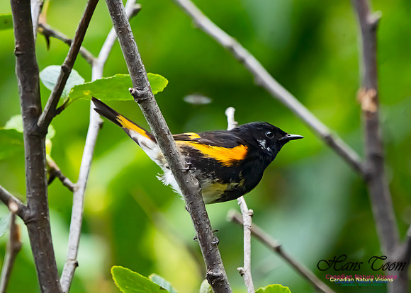 American Redstart 101