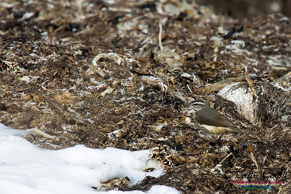 Louisiana Waterthrush
