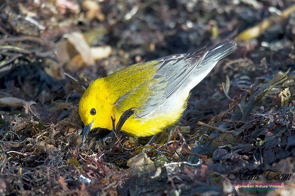 Prothonotary Warbler 4
