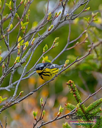 Magnolia Warbler 30