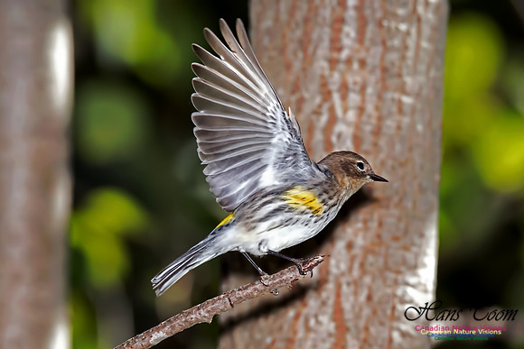 Yellow-rumped Warbler