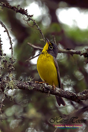 Canada Warbler