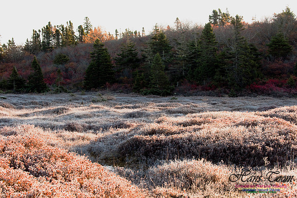Frosty Morning Meadow