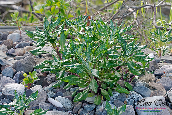Beach Groundsel