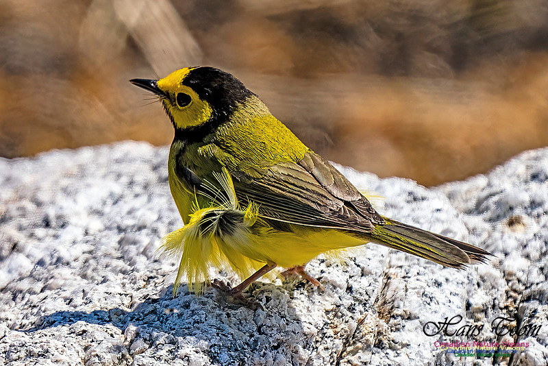 Hooded Warbler 702