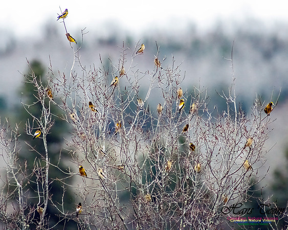 Evening Grosbeak 115