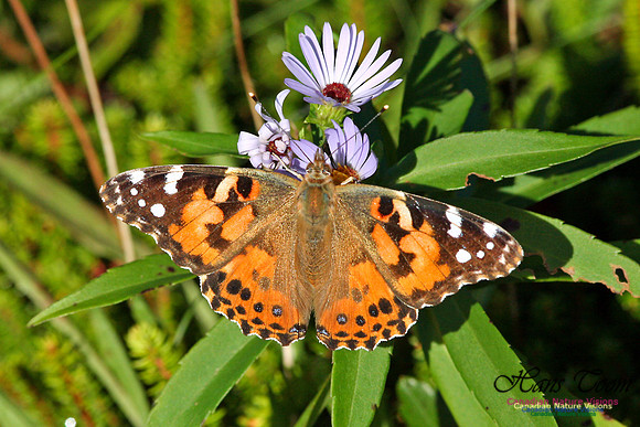 Painted Lady