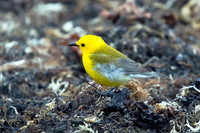 Prothonotary Warbler