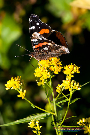 Red Admiral