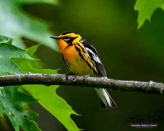 Blackburnian Warbler 103