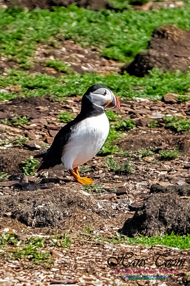 Elliston and Atlantic Puffins 112 copy