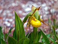 Yellow Lady's Slipper Orchid