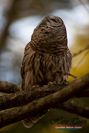 Barred Owl
