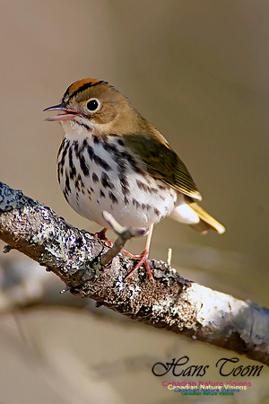 Ovenbird