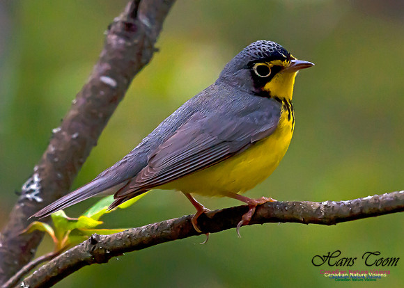 Canada Warbler 17