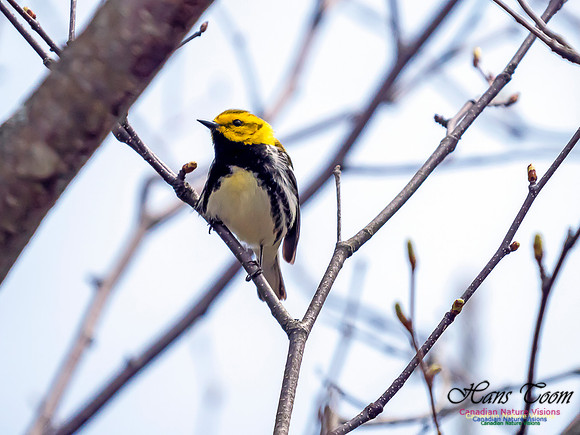 Black-throated Green Warbler 2