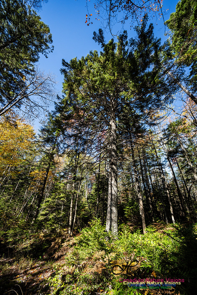 Woodland Stroll 112