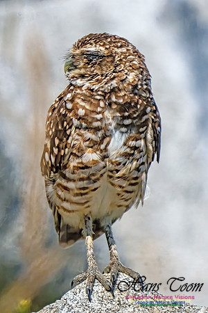 Burrowing Owl 401