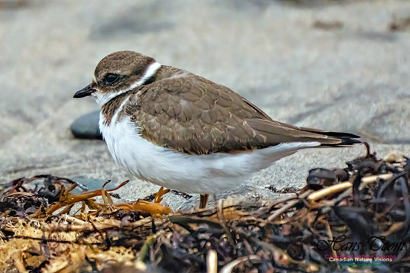 Semipalmated Plover 358