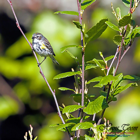 Yellow-rumped Warbler 3