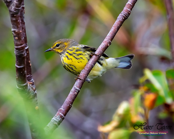 Cape May Warbler 100
