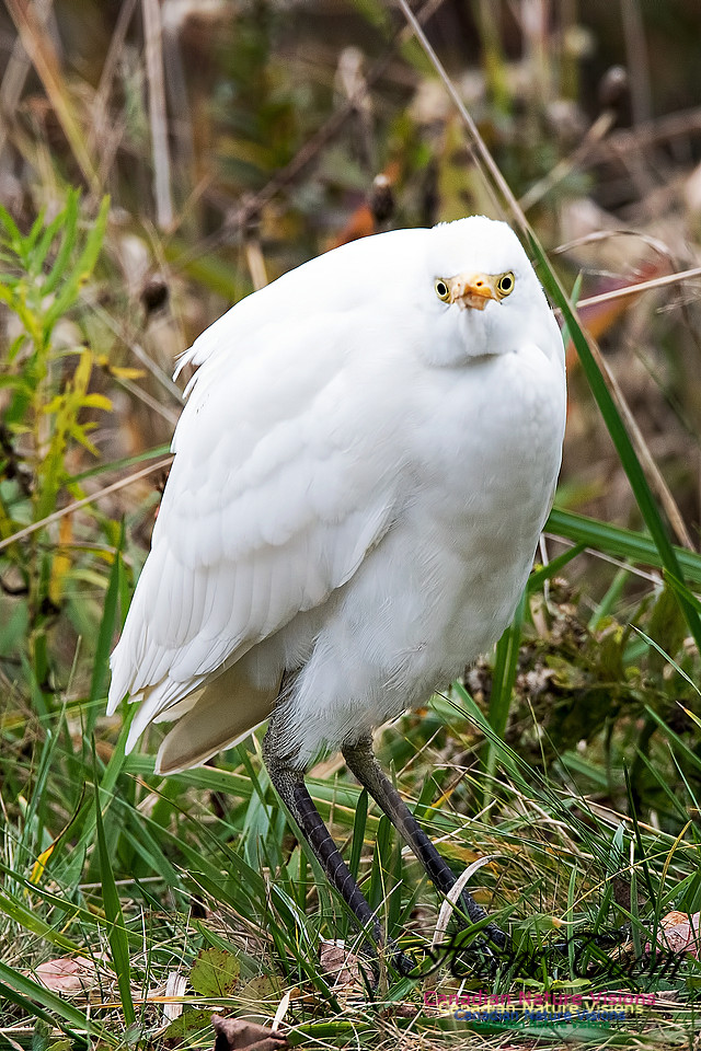 Cattle Egret