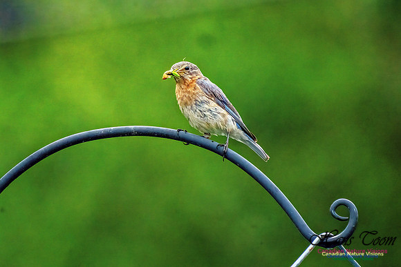 Eastern Bluebird 807