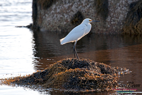 Snowy Egret