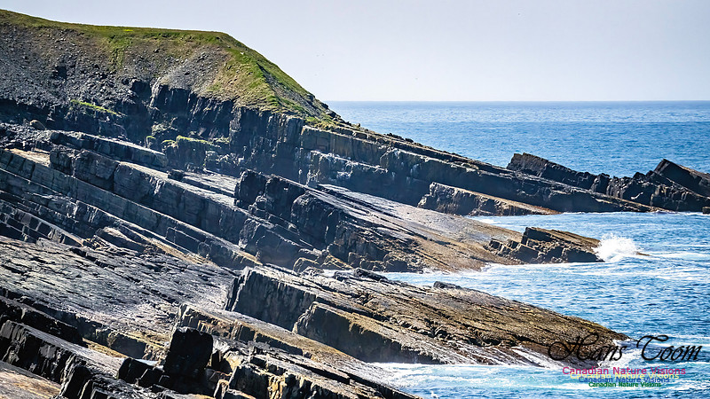 Cape Race 104