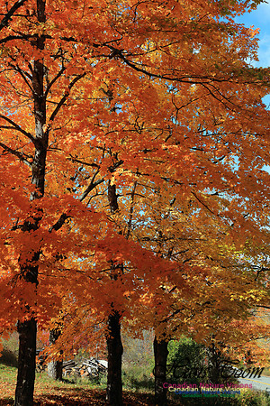FallColours2016-1031