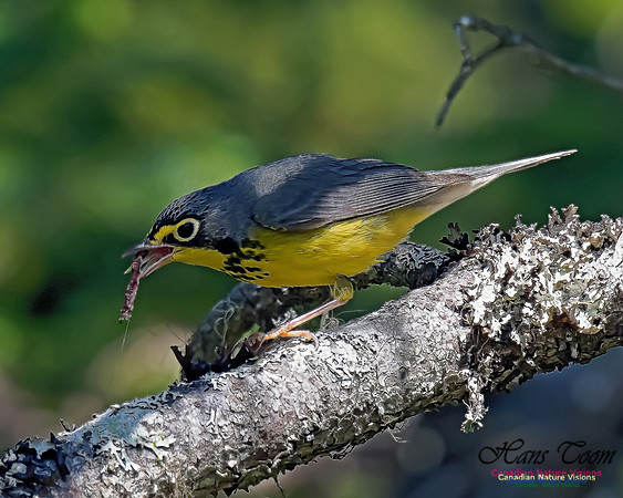 Canada Warbler 6
