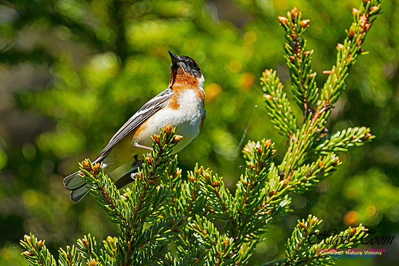 Bay-breasted Warbler 102