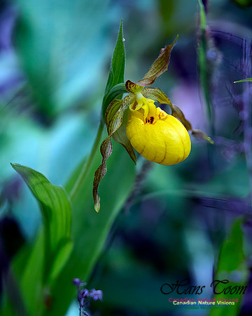 Yellow Lady's Slipper Orchid 107