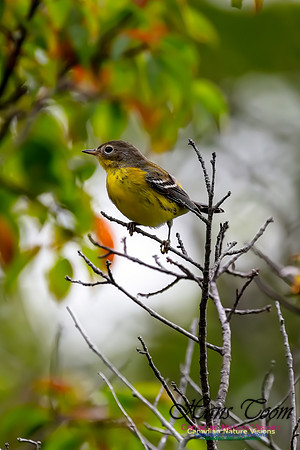 Magnolia Warbler 36