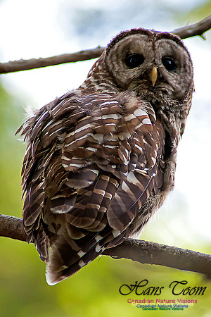 Barred Owl