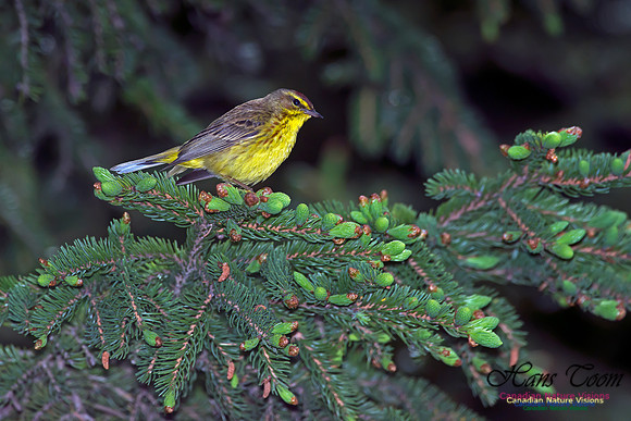 Palm Warbler
