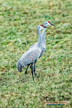 Sandhill Crane 811