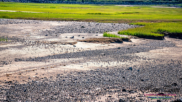 Peeps Evangeline Beach 2024 1012