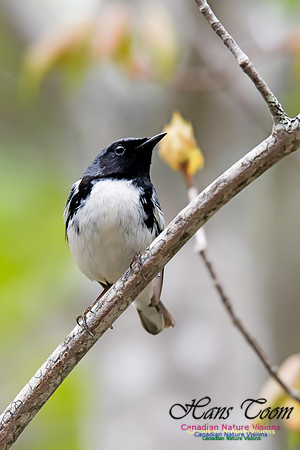 Black-throated Blue Warbler