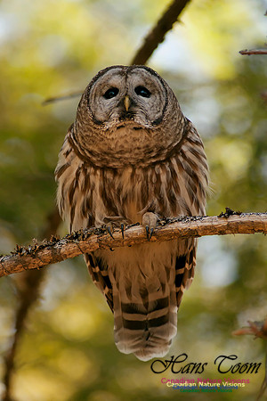 Barred Owl