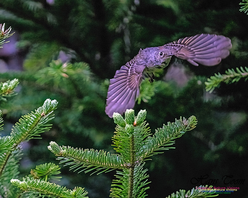 Ruby-crowned Kinglet 112