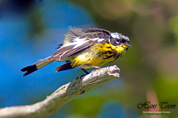 Magnolia Warbler