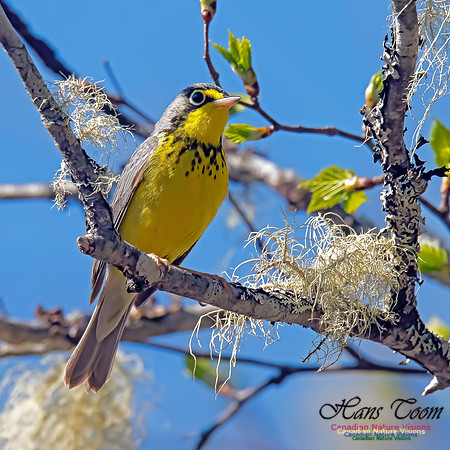 Canada Warbler 10
