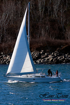 Sloop