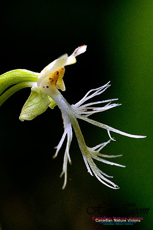 Ragged Fringed Orchid