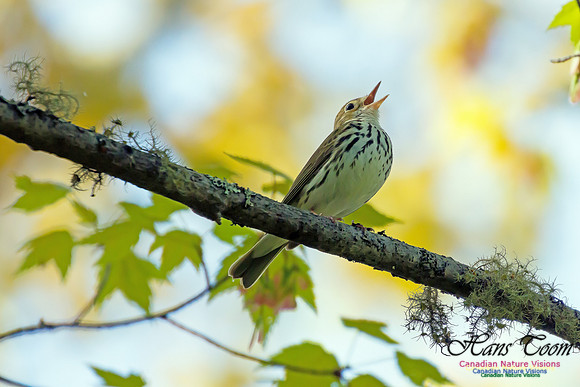 Ovenbird 4