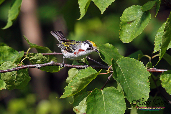 Chestnut-sided Warbler